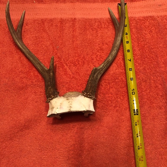 Deer Antlers Skull Cap